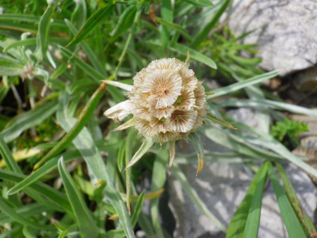 Lomelosia graminifolia e Armeria arenaria